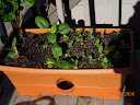 spinach / chard / beet / toy choi growbox