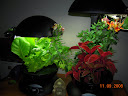 11 weeks, coleus/snaps, 3.5 weeks greens