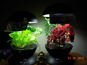 12 weeks snaps/coleus, 4.5 weeks greens