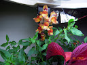 Snapdragon bloomed on liquid nutes - duller color