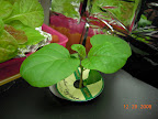 3 week bambino eggplant