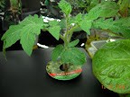 3 week windowbox roma tomato