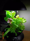 10.5 week lettuce (3 week front fragrant choi)