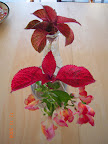 Snapdragons & coleus in vases - cut coleus keeps fairly well!