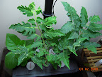 5 weeks - eggplant and tomatoes finally in Deluxe. Clipped some branch tips to bring lights down.