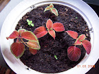 Potted coleus next to Deluxe again. Bigger from cuttings, small ones from seed.