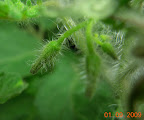 6 weeks: kibits tomato flower buds