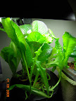 13.5/6 weeks: older lettuce great, but younger fragrant choi starting to bolt.