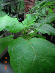 6 weeks bambino eggplant