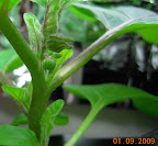 6 weeks: bambino eggplant flower buds