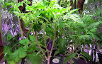 7 week tomato-eggplant