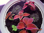 houseplant coleus - inserted seedling starter soil around little seedlings, now growing. One is triple-leaved mutant.