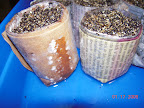 1 week pansy seedling project - not so happy with newspaper pots