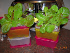 Seed light test plants