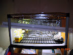 Seed-starting light rig in garage.