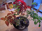 21.5 weeks : end of first snapdragon / coleus garden. Snapdragon no longer structurally sound - note mark of Zorro stem...