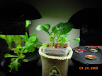 Minis & komatsuna outrider. Coleus clones rooting, I hope.