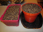 Planted radishes and spinach to use temporary excess capacity under seed starting lights.