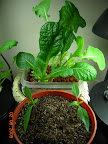 Carmen pepper seedlings and komatsuna outrider.