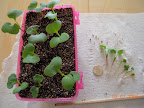 13 days: radish thinning
