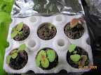 19 days : Indoor coleus seedlings.