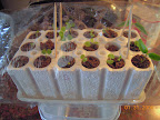 1.5 weeks snapdragon, coleus, carmen pepper.