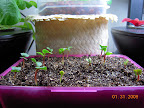 6 days radishes.