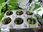 12-day-old wizard mix coleus still in plug block (seeing how one does in the cold garage first).