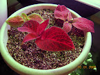 3 rooted cuttings (biggest rooted in mini) pot-hardening for a Valentine's gift.