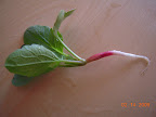 20 day radish