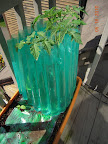 7 week tomande tomato - has a flower