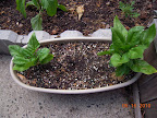 Only 2 spinach and a couple lonely chard remain of the greens - rest harvested this weekend