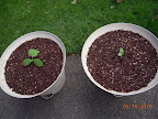 2 week burpee hybrid zucchini and sweet & early cantaloupe, freshly transplanted