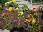 terra cotta flambe pansies - multicolor on same plant, sometimes