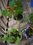 4 week bush beans