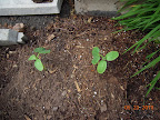 3 week Japanese cucumbers