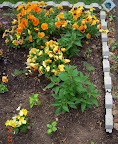 Pansies and herbs