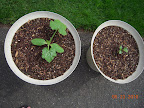 3 week zucchini and cantaloupe