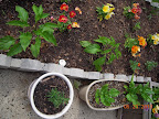 9 week mini red stuffing peppers (and rosemary and spinach and flowers). No flowers yet.
