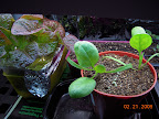 Korean red curl and spinach under seedling lights, on heat mat.