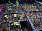 Seedlings - snapdragon, coleus, lettuce & spinach. No sweet peas germinated yet.