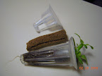 Park Starts replacement cylinders vs. AG7 basket (top) and AG3/AG6 basket (bottom). The bottom lettuce is growing in one of these sponges.