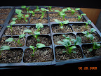 7-week happy pansies! Ready to harden outside soon.