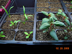 2-week spinach and romaine, sweet pea (back). 5.5 week snapdragons.