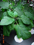 14 weeks: 3 eggplant fruit set (fingers crossed...) Plus new buds.