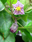 15 week: biggest eggplant + flower + bud.
