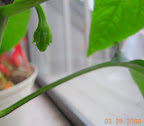 11 week carmen pepper : 2 fruit set, still flowering!