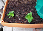 6-week little caesar romaine planted out today.