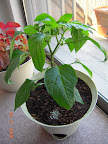 10 week pepper in its new pot. Flower buds.