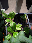 Closeup of spinach & lettuce - same cohort as the one in Growbox.